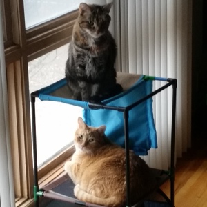 Team Page: Team Lassie and Lola